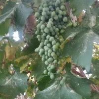 انگور غوره