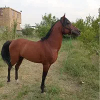 اسب