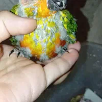 طوطی خورشیدی سرلاکی سانکانور