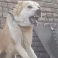 سگ‌نر ۱۱ ماهه نگهبان رد صفت صفت