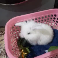 خرگوش لوپ چشم ابی