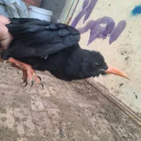 پرنده