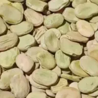 فروش باقلا