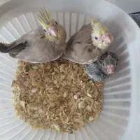 جوجه عروس هلندی