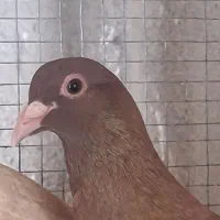 نر ماده سرخ بسیار زیبا