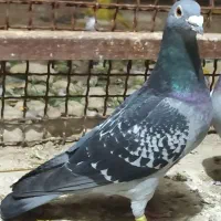 کبوتر پلاکی