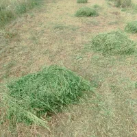 یونجا چین دوم