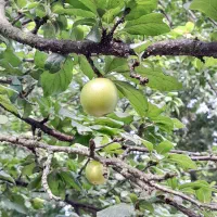 الوچه شیرین وخوشمزه