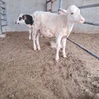 ۱ راس گوساله نر سمینتال