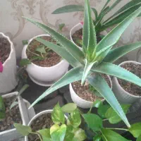 باسلام نظافت منزل و راه پله وغیر انجام می شود