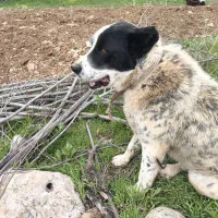 سگ نگهبانی هم آدمی هم جانوری