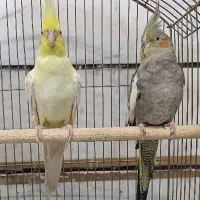 عروس هلندی سخنگو لوتینو زعفرانی