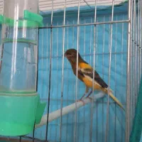 قناری نر ابلغ