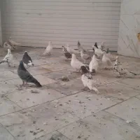کفتر|حیوانات مزرعه|قروه, |دیوار
