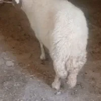 گوسفند شکسته