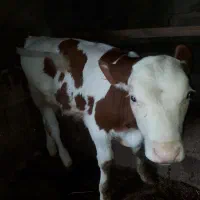 گوساله نر سمینتال ۵ ماهه
