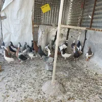 کبوتر شهری هوایی