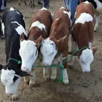 شیرخوار وقطع شیر جهت پروار فروش گوساله جزئ کلی