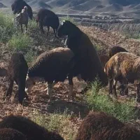 قوچ  تیز رون درجه ۱