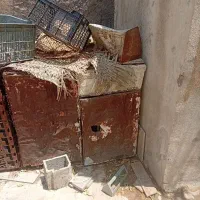 قفس