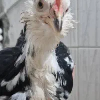 جوجه گلین