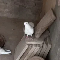 کبوتر .کفتر