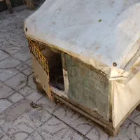کله مرغی و بلدرچین و سگ و غیره