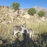 خر ماده و کره خر ماده
