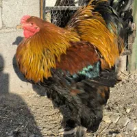 مرغ و خروس برهما پاتریج