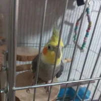 عروس هلندی