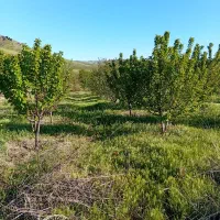 باغ-3500-متری
