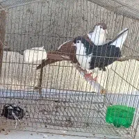 کبوتر رنگی|پرنده|سراوان, |دیوار