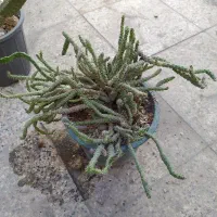 کاکتوس  خانگی ، قوی و ریشه دار