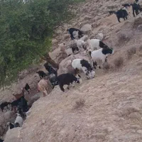 11داس بز  داشتی و8راس بیک ماده داشت