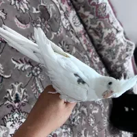 جفت عروس البینو ماده تک خال نر دوکت