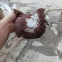 کبوتر فروشی
