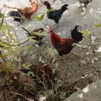 خروس و مرغ