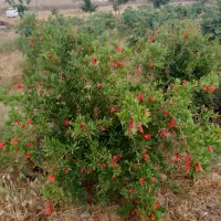 فروش زمین در روستای اکبر آباد قوشچی