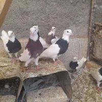 فروش کبوترطوقی دونه ای۶۰۰