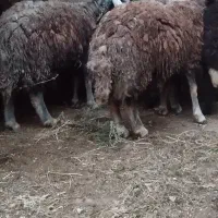 بره نر افشاری چاق چاق پروار شده