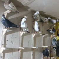 کبوتر