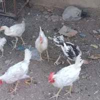 خروس سفید