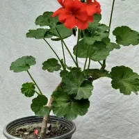 گل شمعدانی و گل رونده