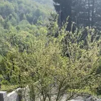 زمین ۵۲۰ متر جیسا کلاراباد