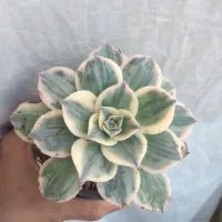 تور و چارتر