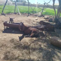 فروش بز جوان آبستن دوماهه