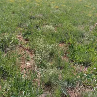 حواله کود تا چهار کیسه