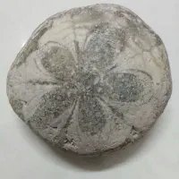 فسیل