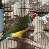 فنچ