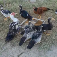 ۱۰ عدد بچه اردک اسرایلی